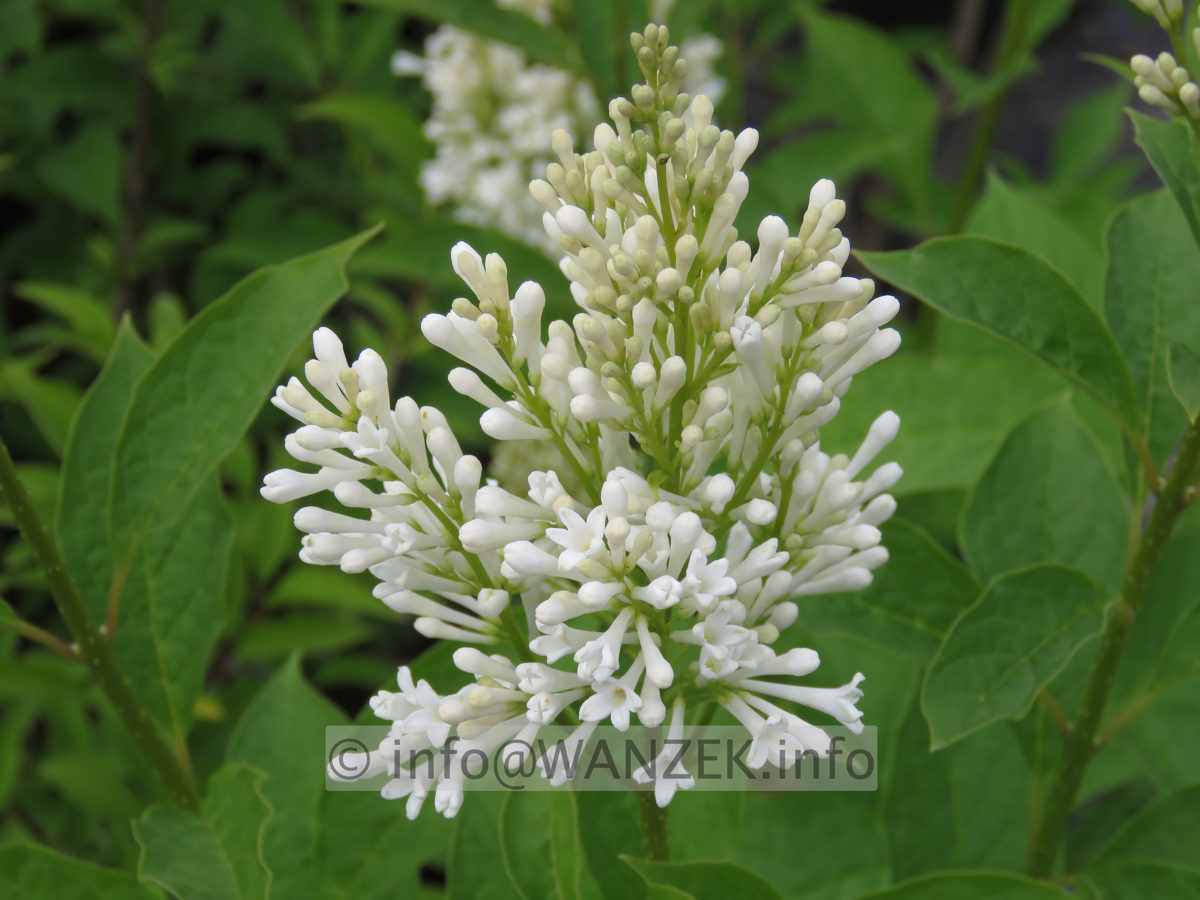 Syringa prestoniae Agnes Smith 002.JPG